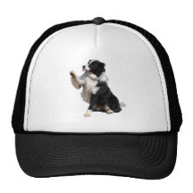border collie gorra