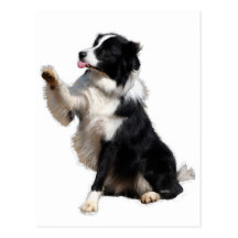 border collie postales