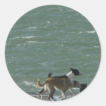 Borderes collies - caminando pegatina