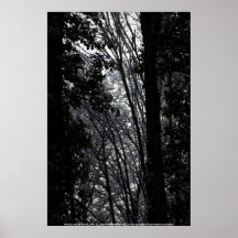 Bosque 4 Nevado Oregon Poster