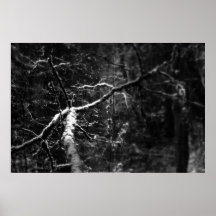 Bosque 7 Nevado Oregon Posters