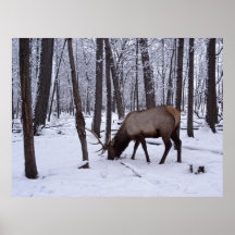 Bosque congelado poster