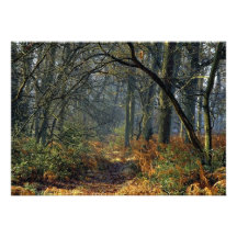 Bosque de Ashdown Anuncios Personalizados
