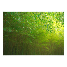 Bosque de bambú comunicados personales 