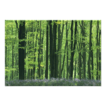 Bosque de Inglaterra, de la haya y Bluebells Arte Fotografico
