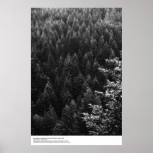 Bosque de la secoya, agosto de 1966, Ansel Adams Posters