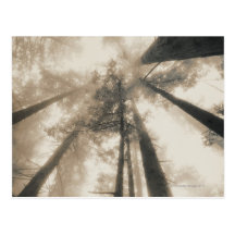 Bosque de la secoya, California septentrional Postales