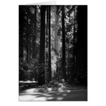 Bosque de la secoya, Grove del fundador, 1966 Tarjeton