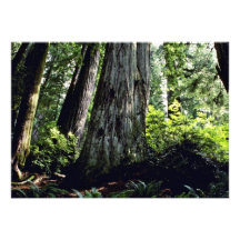 Bosque de la secoya, Prairie Creek Comunicado Personal