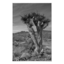Bosque de la yuca, Utah Fotografía