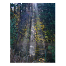 Bosque de Vermont de la mañana Tarjeta Postal
