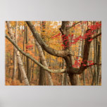 Bosque del abedul del arce en otoño impresiones