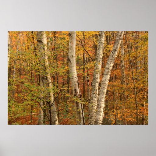 Bosque del abedul en otoño impresiones
