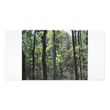 bosque del amarkantak plantilla para tarjeta de foto