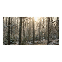 Bosque del invierno plantilla para tarjeta de foto