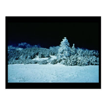 Bosque del invierno postales