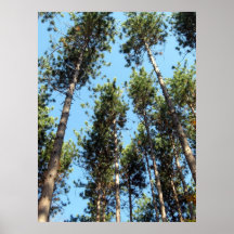 Bosque del pino rojo posters