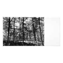 Bosque del verano tarjetas personales