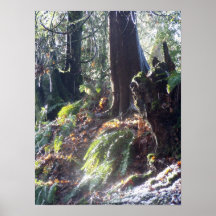 bosque "duende" en la nieve #2 poster