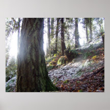 bosque "duende" en la nieve posters