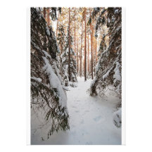 Bosque en invierno anuncios  