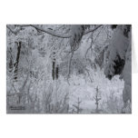 Bosque encantado del invierno tarjetas