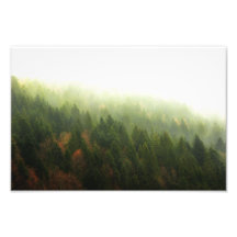 Bosque Fotografías