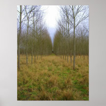 Bosque - impresión del poster