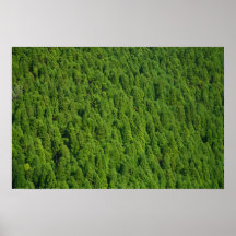 Bosque Impresiones