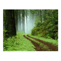 Bosque Tarjetas Postales