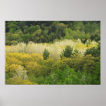 Bosque verde de la montaña en primavera poster