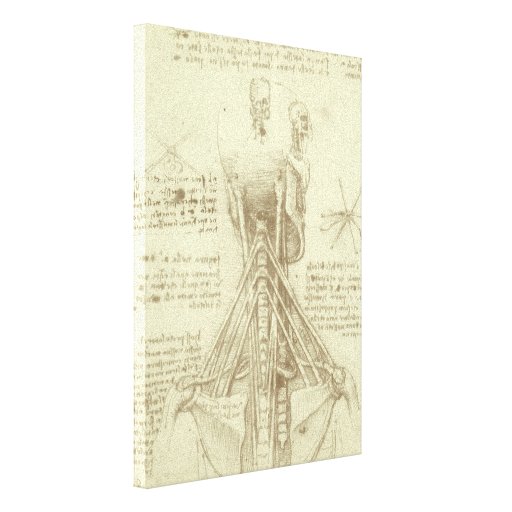 Bosquejo de la anatomía de la columna espinal Leon Lona Estirada Galerías