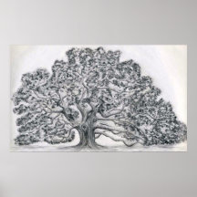 BOSQUEJO DEL ÁRBOL DE LIVE OAK POSTERS
