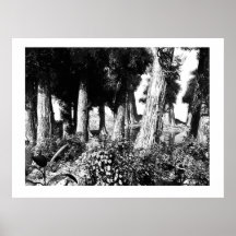 bosquejo del bosque posters