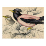 Bosquejo del pájaro de Rosie Tarjetas Postales