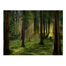 Bosques de la postal del amanecer