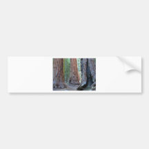 Bosques del árbol de las secoyas etiqueta de parachoque