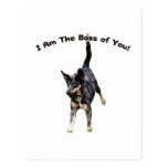 Boss de usted perro de Catahoula Tarjeta Postal