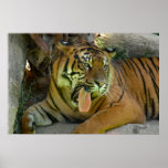 Bostezo 2 del tigre poster
