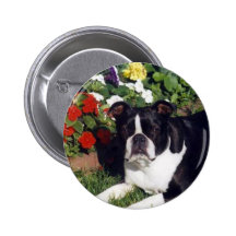 Boston Terrier:  Belleza todo alrededor Pin