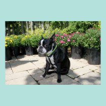 Boston Terrier Boston-1 posters