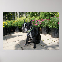 Boston Terrier Boston-1 Posters