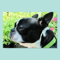 Boston Terrier Boston-3 posters