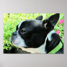 Boston Terrier Boston-3 Posters