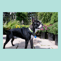 Boston Terrier Boston-4 posters