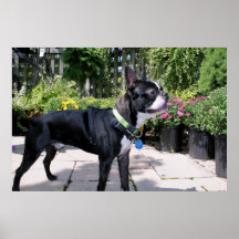Boston Terrier Boston-4 Posters