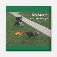 Boston Terrier:  ¡Dispositivos de poscombustión de Iman De Nevera