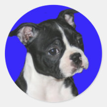 Boston Terrier:  El amor es un bebé Boston Pegatinas Redondas