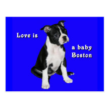 Boston Terrier:  El amor es un bebé Boston Tarjetas Postales