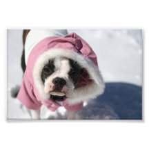 Boston Terrier en nieve Fotografia